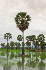 sugar palm