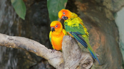 Two parrots