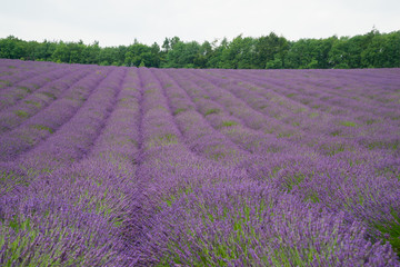 Obraz na płótnie Canvas Lavender fields in the summertime
