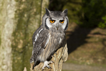 White faced owl