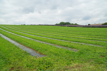 Fototapeta na wymiar Lavender fields in the summertime