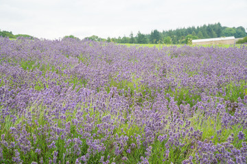 Obraz premium Lavender fields in the summertime