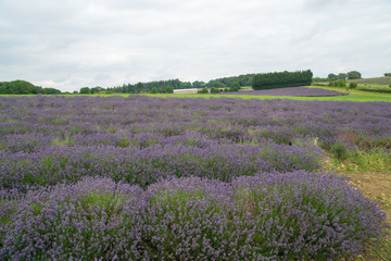 Naklejka na ściany i meble Lavender fields lilac flowers outside in the summertime