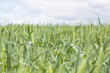 Wheat close-up in the sun. Field of green immature wheat. Concept of harvesting Agriculture