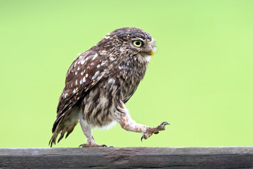 Little owl