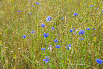 Obraz na płótnie Canvas Wild flowers in a meadow at summertime