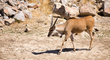 Antelope in the park