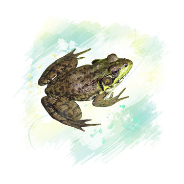 Common water frog watercolor