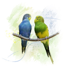 Two Budgerigars parrots watercolor
