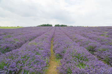 Naklejka na ściany i meble Lavender fields in the summertime