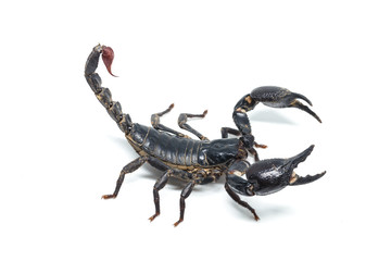 Scorpion isolated on white background