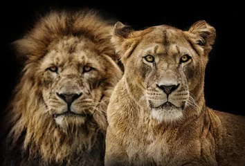 Crédence en verre imprimé Lion Couple de lions