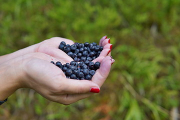 Female hands holding heap of fresh blueberries above natural green background 