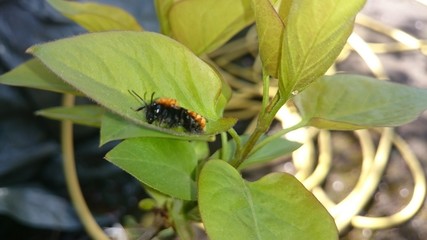 Insekt Wespe auf Blatt