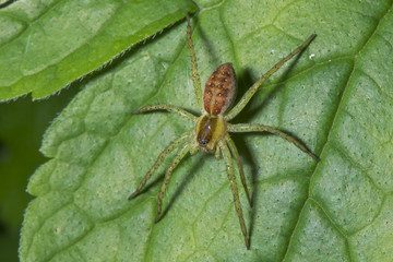 Spider lies on a leaf.