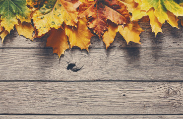 Autumn season background, yellow maple leaves