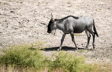 Wildebeest in the park