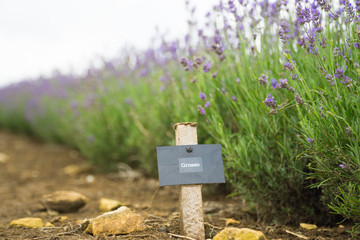 Lavender fields lilac flowers outside in the summertime