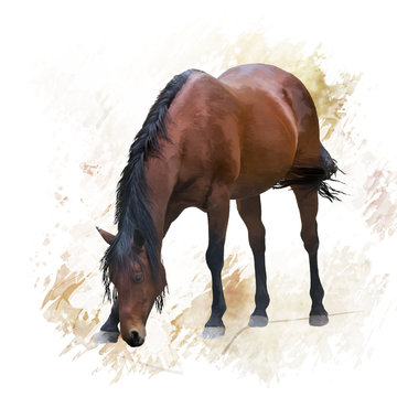 Brown  horse portrait