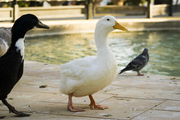A duck stand up looking to the right