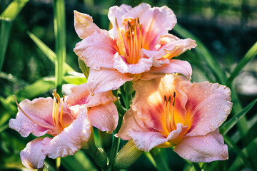 three varietal pink with yellow day lily hemerocallis flowers outdoor at the sunset light close up