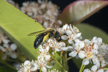 Bee lies on a flower.