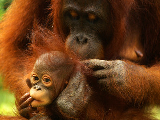 Female orangutan with her baby in the rainforest of borneo  © MICHEL