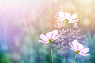 Colorful cosmos flowers on a background of summer landscape.
