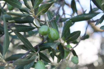 olive