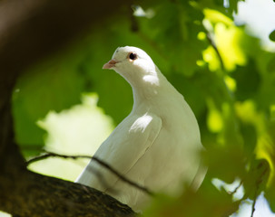 White dove in the forest on a green nature