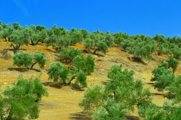 Olive grove landscapes of Andalusia