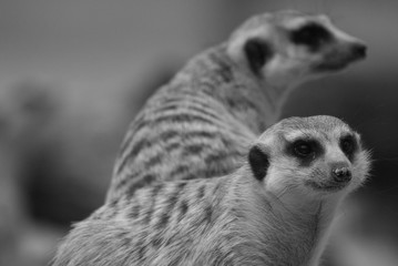 Duo de suricates