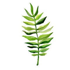 Tropical Hawaii leaves palm tree in a watercolor style isolated. Aquarelle wild flower for background, texture, wrapper pattern, frame or border.