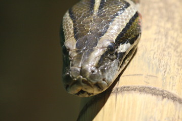 Tête de serpent