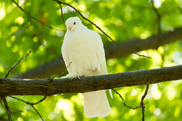 White dove in the forest on a green nature