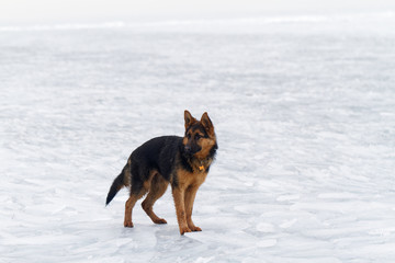 Dog on the ice