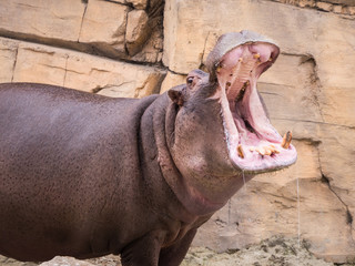 Hippo opens his mouth