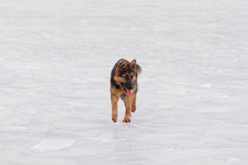 Dog on the ice