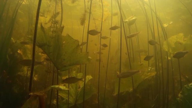 Shoal of small freshwater fish under water.