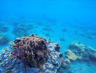 Coral growth in tropical seashore. Undersea landscape photo. Fauna and flora of tropical shore. © Elya.Q