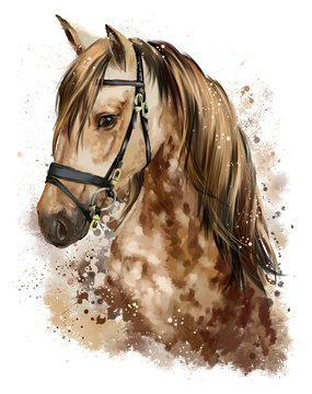 Horse head drawing