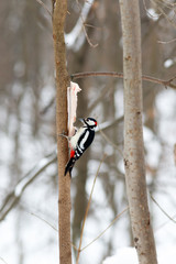 Great spotted woodpecker (Dendrocopos major)