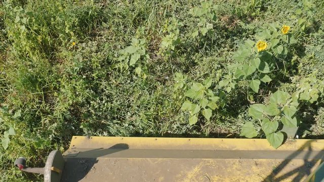 Cleaning of peas, combine harvesting peas PLOEGER EPD 530