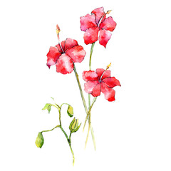 Wildflower orchid flower in a watercolor style isolated. Full name of the plant: orchid. Aquarelle wild flower for background, texture, wrapper pattern, frame or border.