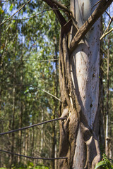 Tronco de árbol de eucalipto