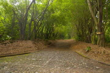 Cobbled street surrounded by tropical trees in Guatemala.