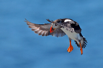Puffin wings stretched