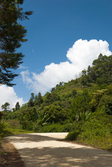 Guatemala. Mountains. few fir trees of forest on both sides of the road, Baja Verapaz.