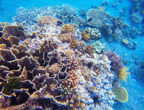 Fototapeta Coral reef underwater photo. Snorkeling in tropics. Exotic island seaside vacation.