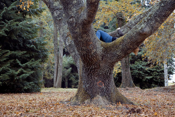 Young girl with long red hair climbing a tree like a squirrel